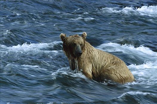 大灰熊,棕熊,捕鱼,布鲁克斯河,卡特麦国家公园,阿拉斯加