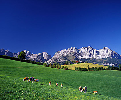 阿尔卑斯山,畜群,奥地利