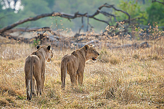 狮子,两个,雌狮,漫游,领土,乔贝国家公园,博茨瓦纳,非洲