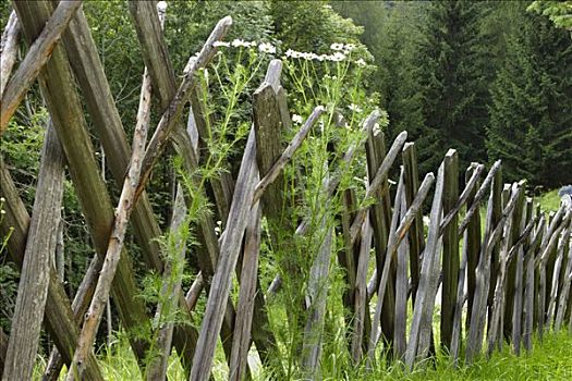 传统,木篱,靠近,海里根布鲁特,卡林西亚,奥地利