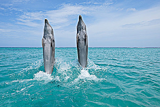 普通,宽吻海豚,游动,向后,尾部,加勒比海,海湾群岛,洪都拉斯