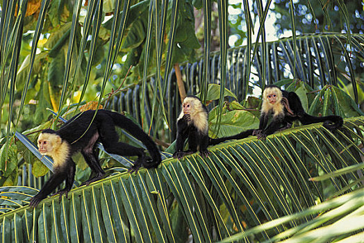 哥斯达黎加,国家公园,雨林,猴子