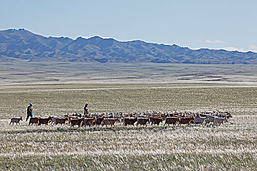 游牧,驾驶,山羊,草原,羽毛,草,针茅属,戈壁沙漠,南,戈壁,省,蒙古,亚洲