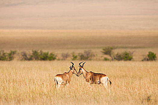 马赛马拉国家保护区,肯尼亚,非洲