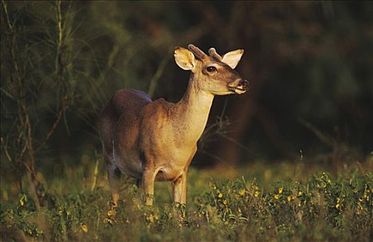 白尾鹿,公鹿,野花,瑞欧格兰山谷,南,德克萨斯,美国