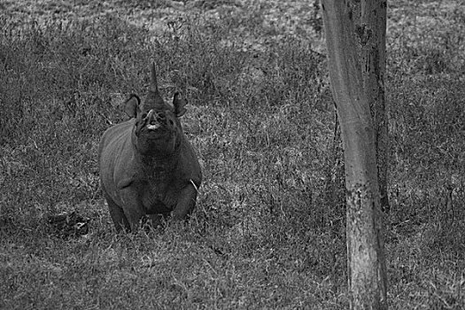 肯尼亚纳库鲁国家公园黑犀牛