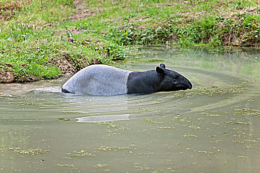 水中