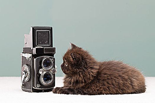 小猫,调查,相机