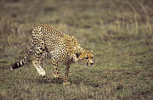 印度豹,猎豹,冲刺,捕食,猫科动物,哺乳动物,区域,塞伦盖蒂国家公园,坦桑尼亚,非洲,动物