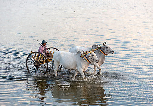 传统,阉牛,手推车,陶塔曼湖,阿马拉布拉,靠近,曼德勒,缅甸,亚洲