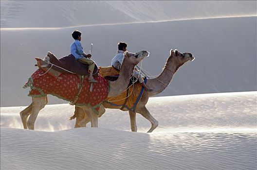骆驼,骑手,沙丘,塔尔沙漠,拉贾斯坦邦,北印度,亚洲