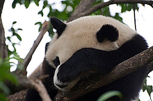 睡觉,成年,巨大,熊猫