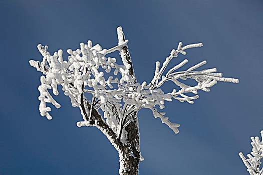 雪,树,冬天,加拿大