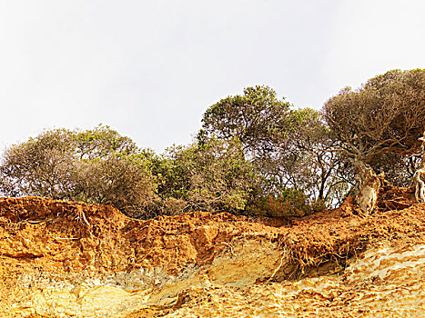 侵蚀,悬崖,树,国家公园,澳大利亚