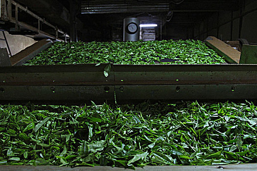 绿茶,叶子,传送带