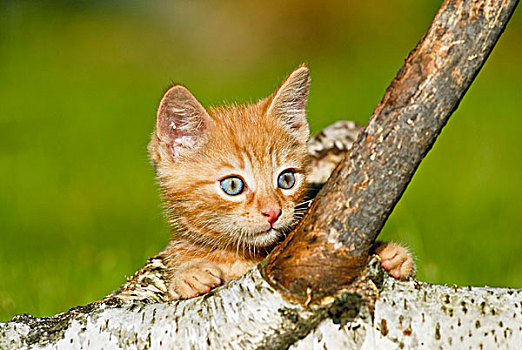 家猫,小猫,攀登,桦树,枝条