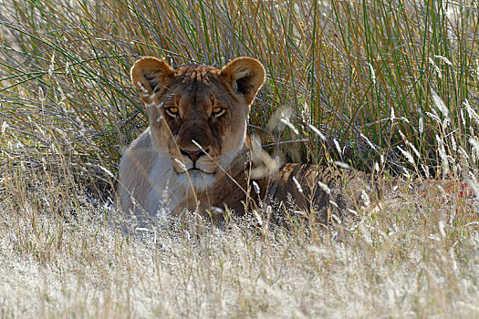 雌狮,狮子,卧,高草,抬头,埃托沙国家公园,纳米比亚,非洲