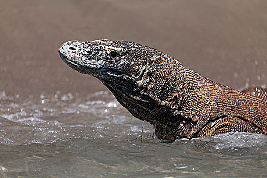 科摩多巨蜥,海中,科莫多国家公园,世界遗产,科莫多岛,岛屿,印度尼西亚,亚洲