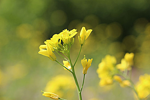 油菜花,蜜蜂