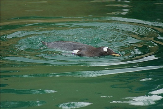 巴布亚企鹅
