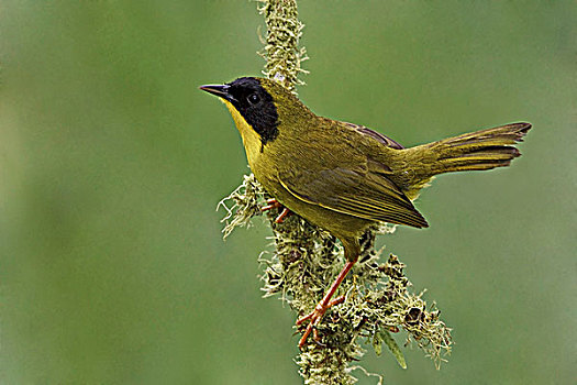 栖息,枝条,西北地区,厄瓜多尔
