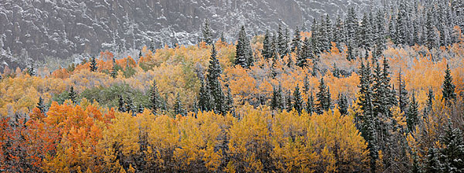 美国,科罗拉多,圣胡安山,白杨,暴风雪,画廊,大幅,尺寸