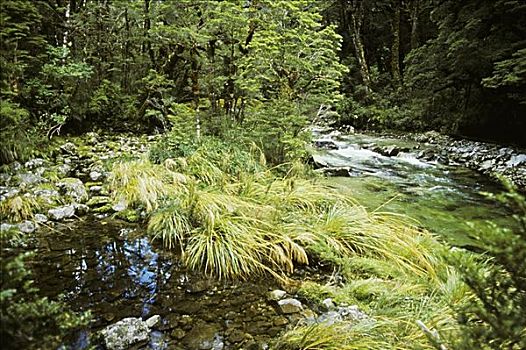 新西兰,国家公园,河流,围绕,茂密,绿色植物