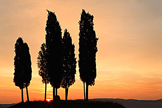 柏树,剪影,日出,天空,圣奎里克,托斯卡纳,意大利