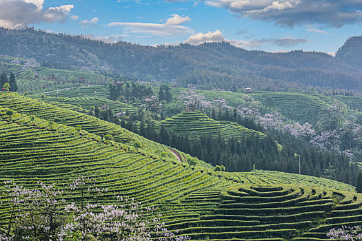 宜宾珙县鹿鸣蜿蜒茶山自然风光