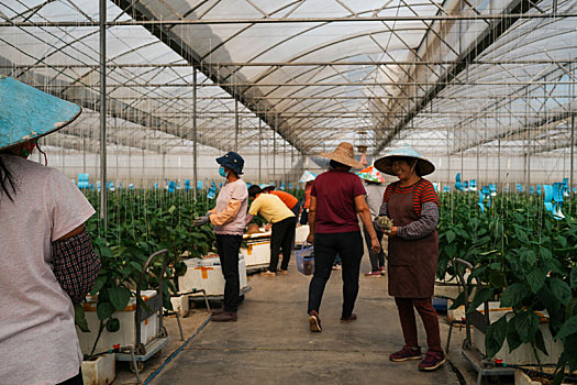 羊城广州初冬农科院菜园瓜棚里的劳作的农民