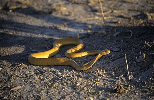眼镜蛇,博茨瓦纳,非洲