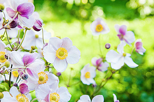 漂亮,花,花园,银莲花,日本山茶