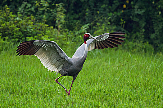 印度,鹤,伸展,翼,盖奥拉迪奥,国家公园