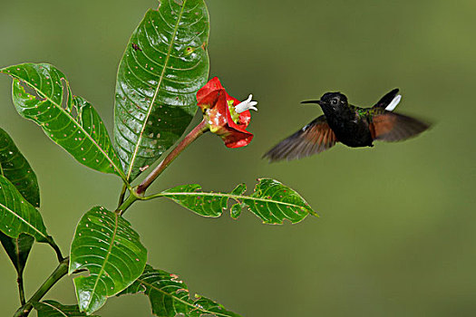 蜂鸟,飞,进食,花,哥斯达黎加