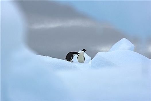 阿德利企鹅,一对,库克群岛,南极