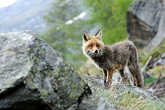 狐狸,红狐,山