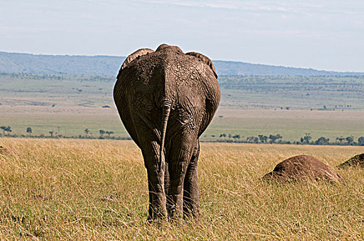 非洲象,后视图,马赛马拉国家保护区,肯尼亚