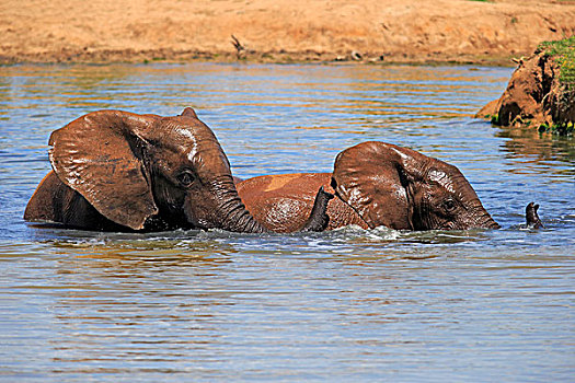 非洲象,两只,象,浴,水,阿多大象国家公园,东开普省,南非,非洲
