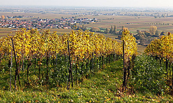 上方,葡萄园,葡萄酒产地,南方,普拉蒂纳特,莱茵兰普法尔茨州,德国,欧洲
