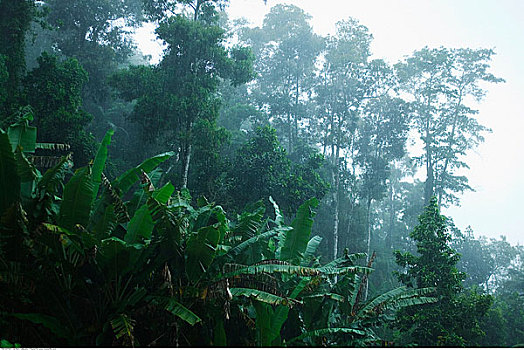 雨林,稻米,里约热内卢州,巴西