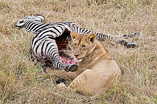 非洲,坦桑尼亚,雌狮,斑马,杀,恩戈罗恩戈罗火山口