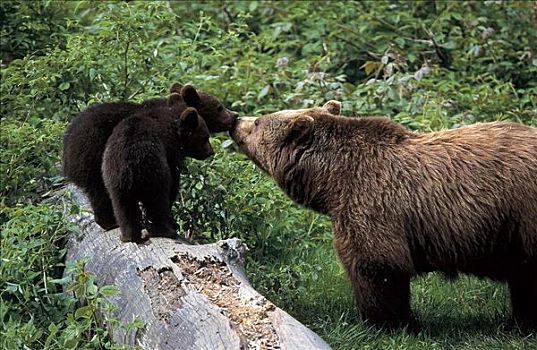 棕熊,小动物,哺乳动物,熊,巴伐利亚森林国家公园,德国,欧洲,动物