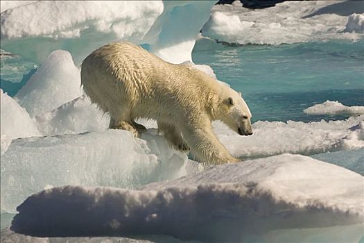 北极熊,漂浮,冰,拉布拉多海,拉布拉多犬,加拿大