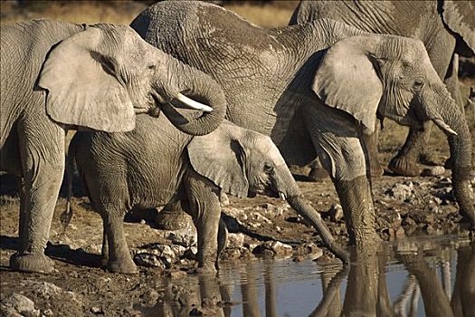 非洲象,牧群,喝,水坑,埃托沙国家公园,纳米比亚