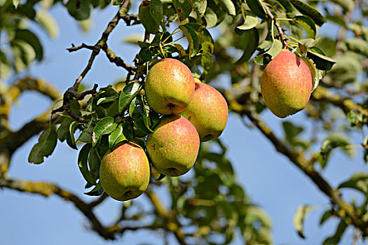 特写镜头的梨,生长在树上