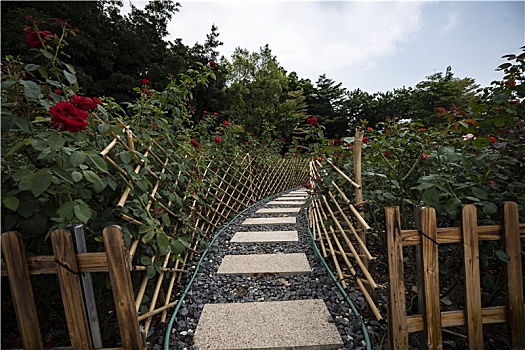 羊城广州夏天珠江新城的月季花园区与小路