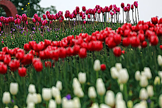 郁金香花海