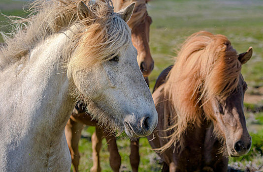 三个,冰岛马,白色,褐色,草场,风,鬃毛,冰岛,欧洲