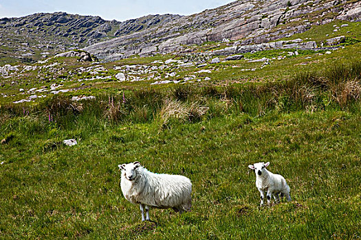 绵羊,放牧,科克郡,爱尔兰