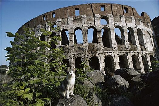家猫,岩石上,靠近,古迹,欧洲